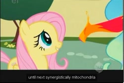 Size: 476x319 | Tagged: safe, edit, edited screencap, screencap, fluttershy, philomena, princess celestia, alicorn, pegasus, pony, a bird in the hoof, caption, meme, youtube caption