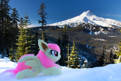 Size: 4912x3275 | Tagged: safe, artist:lanacraft, artist:natureshy, fluttershy, bat pony, pony, angry, equestria: into the wild, flutterbat, irl, mountain, nature, oregon, outdoors, photo, photography, plushie, race swap, snow, winter