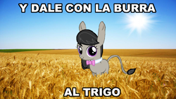 Size: 1000x562 | Tagged: safe, octavia melody, donkey, burroctavia, spanish, species swap