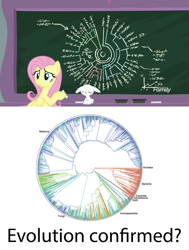 Size: 1920x2534 | Tagged: safe, screencap, angel bunny, fluttershy, pegasus, pony, rabbit, school daze, chalkboard, evolution, phylogenetic tree, school, tree of life