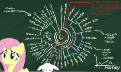 Size: 1065x635 | Tagged: safe, edit, edited screencap, screencap, angel bunny, fluttershy, pegasus, pony, school daze, chalkboard, cropped, overanalyzing, phylogenetic tree, science, text, theory, written equestrian