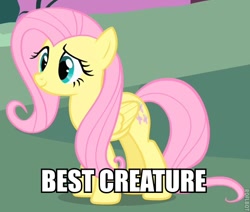 Size: 550x466 | Tagged: safe, edit, edited screencap, screencap, fluttershy, pegasus, pony, best creature, cropped, female, image macro, mare, meme, solo, truth