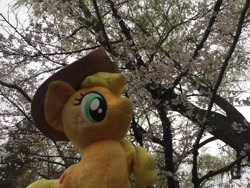 Size: 3264x2448 | Tagged: safe, artist:setorin5, applejack, 4de, cherry blossoms, flower, flower blossom, irl, japan, photo, plushie, ponies around the world, solo, travelling