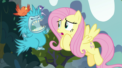 Size: 1280x720 | Tagged: safe, screencap, constance, fluttershy, bird, pegasus, pony, pukwudgie, school daze, agitated, angry, carrying, cute, female, flight, flying, hero, heroine, mare, sharp teeth, snarling, songbird, teeth, worried