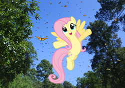 Size: 1485x1051 | Tagged: safe, artist:reaver75, fluttershy, butterfly, flying, happy, irl, mexico, monarch butterfly, monarch butterfly biosphere reserve, photo, ponies in real life, so many wonders, tree