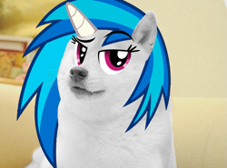 Size: 947x701 | Tagged: safe, artist:blueboxdave, dj pon-3, vinyl scratch, doge, dogicorn, meme