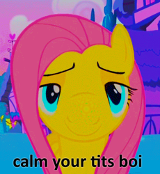 Size: 426x464 | Tagged: safe, edit, edited screencap, screencap, fluttershy, pegasus, pony, flutter brutter, cropped, distorted, looking at you, reaction image, solo, vulgar