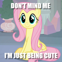 Size: 743x743 | Tagged: safe, edit, edited screencap, screencap, fluttershy, pegasus, pony, non-compete clause, cropped, cute, dialogue, image macro, meme, shyabetes, sitting, solo