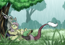 Size: 1024x706 | Tagged: safe, artist:inuhoshi-to-darkpen, discord, fluttershy, draconequus, pegasus, pony, cute, discoshy, discute, ear fluff, feathered fetlocks, female, looking away, looking up, male, mare, on back, patreon, patreon logo, profile, rain, shipping, straight, tree, under the tree, unshorn fetlocks