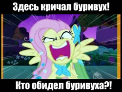 Size: 600x450 | Tagged: safe, artist:dragonfly, edit, edited screencap, screencap, fluttershy, pegasus, pony, the best night ever, crossover, cyrillic, female, flutterrage, gritted teeth, hub logo, image macro, looking at you, luukfy penz, mare, max frei, meme, open mouth, panting, pony pokey, rage, russian, solo, spread wings, wings, you're going to love me