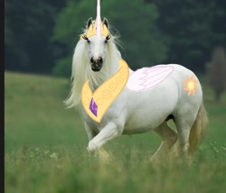 Size: 1330x1136 | Tagged: safe, princess celestia, alicorn, cutie mark, irl, irl horse, jewelry, majestic as fuck, meadow, peytral, photo, photoshop, princess celestia is a horse, regalia, tiara