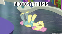 Size: 600x337 | Tagged: safe, edit, edited screencap, screencap, fluttershy, pegasus, pony, fake it 'til you make it, alternate hairstyle, image macro, karate choppers, meme, photosynthesis, severeshy, spongebob squarepants