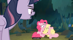 Size: 1102x618 | Tagged: safe, screencap, fluttershy, mean twilight sparkle, pinkie pie, earth pony, pegasus, pony, the mean 6, captain obvious, clone, meme, youtube caption