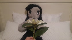 Size: 5312x2988 | Tagged: safe, artist:bigsexyplush, artist:somethingaboutoctavia, octavia melody, anthro, anniversary, anthro plushie, bed, celebration, clothes, cute, doll, dress, flower, irl, jewelry, necklace, photo, plushie, surprised, toy