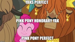 Size: 888x499 | Tagged: safe, edit, edited screencap, screencap, pinkie pie, prince rutherford, earth pony, pony, yak, not asking for trouble, cute, image macro, logic, meme, syllogism