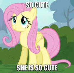 Size: 900x896 | Tagged: safe, edit, edited screencap, screencap, fluttershy, pegasus, pony, it ain't easy being breezies, captain obvious, cropped, cute, image macro, low res image, meme, needs more jpeg, shyabetes, text, truth