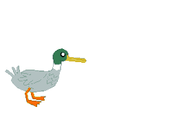 Size: 277x211 | Tagged: safe, artist:watermelon changeling, derpibooru exclusive, duck, mallard, animated, gif, male, ms paint, op is a duck (reaction image), open mouth, quack, simple background, solo, speech bubble, white background