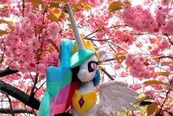 Size: 2048x1375 | Tagged: safe, photographer:pakapaka1993, princess celestia, cherry blossoms, flower, flower blossom, irl, japan, photo, plushie, solo