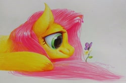 Size: 3304x2188 | Tagged: safe, artist:angusdra, fluttershy, pegasus, pony, cute, female, flower, smiling, solo