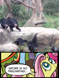 Size: 396x525 | Tagged: safe, fluttershy, chimpanzee, pegasus, pony, raccoon, abuse, animal abuse, blue coat, blue eyes, dialogue, exploitable meme, female, irl, looking up, mare, meme, multicolored tail, nature is so fascinating, obligatory pony, overused joke, photo, pink coat, pink mane, smiling, speech bubble, wings, yellow coat, youtube link, youtube screencap, zoo