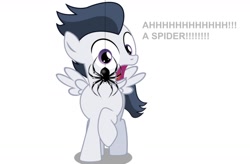 Size: 1024x673 | Tagged: safe, artist:jawsandgumballfan24, rumble, pegasus, pony, spider, dialogue, simple background, solo, white background