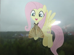 Size: 4608x3456 | Tagged: safe, artist:albertuha, fluttershy, moth, pegasus, pony, female, irl, mare, photo, ponies in real life, smiling, solo, window