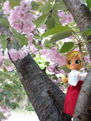 Size: 600x800 | Tagged: safe, artist:redness, applejack, equestria girls, ball jointed doll, bjd, cherry blossoms, clothes, custom, doll, equestria girls minis, eqventures of the minis, flower, flower blossom, irl, miko, photo, toy, tree