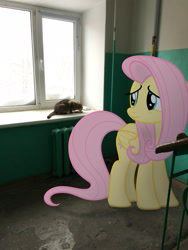 Size: 2448x3264 | Tagged: safe, artist:albertuha, fluttershy, cat, pegasus, pony, female, frown, irl, mare, photo, ponies in real life, sad, solo, window