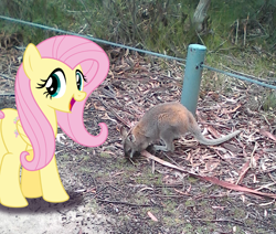 Size: 1034x877 | Tagged: safe, artist:didgereethebrony, fluttershy, pony, wallaby, didgeree collection, irl, mlp in australia, photo, ponies in real life, solo