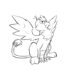 Size: 1280x1280 | Tagged: safe, artist:captainhoers, oc, oc only, oc:gyro feather, oc:gyro tech, griffon, :t, behaving like a bird, birds doing bird things, cheek fluff, chest fluff, derp, grayscale, griffonized, leg fluff, monochrome, puffy cheeks, simple background, sketch, solo, species swap, spread wings, white background, wing fluff, wings