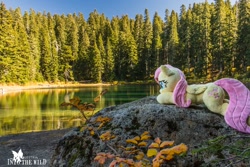 Size: 1200x800 | Tagged: safe, artist:dawning love, artist:natureshy, fluttershy, autumn, cute, equestria: into the wild, heart eyes, irl, lake, lying down, nature, outdoors, photo, photography, plushie, ponies around the world, rock, wingding eyes