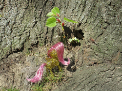 Size: 2048x1536 | Tagged: safe, artist:malte279, fluttershy, pegasus, pony, craft, sapling, sculpture, tree, wire sculpture