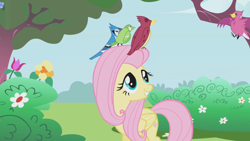 Size: 1280x720 | Tagged: safe, screencap, fluttershy, bird, blue jay, pegasus, pony, the ticket master, female, mare