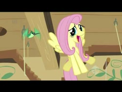 Size: 480x360 | Tagged: safe, screencap, fluttershy, hummingway, hummingbird, pegasus, pony, a bird in the hoof