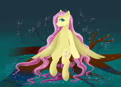 Size: 3200x2300 | Tagged: safe, artist:pabelka-belka, fluttershy, pegasus, pony, cherry blossoms, female, flower, flower blossom, flower in hair, long mane, looking at you, mare, profile, sitting, solo, spread wings, stray strand, tree, tree branch, water, wet mane, wings, wings down