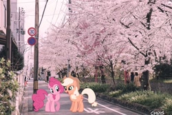 Size: 1280x853 | Tagged: safe, artist:lisaloudleijon, artist:lisaloudleijon/chris niimi, editor:lisaloudleijon, applejack, pinkie pie, earth pony, pony, applepie, cherry blossoms, cute, female, flower, flower blossom, japan, lesbian, real life background, shipping, tokyo