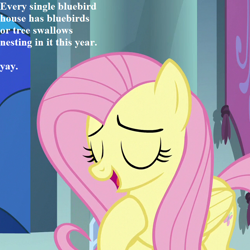 Size: 648x648 | Tagged: safe, edit, edited screencap, screencap, fluttershy, pegasus, pony, the beginning of the end, cropped, cute, dialogue, shyabetes, yay