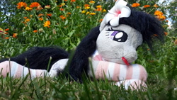 Size: 4128x2322 | Tagged: safe, octavia melody, earth pony, pony, clothes, flower, flower in hair, grass, photo, plushie, socks, solo, striped socks, tongue out