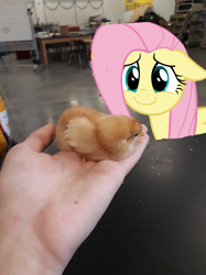 Size: 1277x1703 | Tagged: safe, photographer:joeydr, fluttershy, pegasus, pony, chicks, female, hand, irl, mare, photo