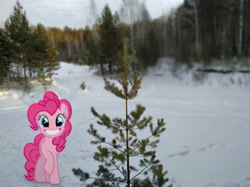 Size: 5184x3880 | Tagged: safe, artist:albertuha, pinkie pie, earth pony, pony, female, forest, irl, mare, photo, ponies in real life, raised hoof, smiling, snow, solo, spruce, tree, winter