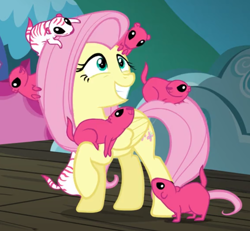 Size: 1000x924 | Tagged: safe, screencap, fluttershy, pegasus, pony, prairie dog, viva las pegasus, animal, cropped, cute, excited, female, gritted teeth, lidded eyes, looking back, looking up, mare, raised hoof, raised leg, shyabetes, smiling, stripes, the flying prairinos