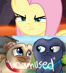 Size: 1945x2133 | Tagged: safe, artist:rainbow eevee, edit, edited screencap, screencap, fluttershy, dog, pegasus, pony, sweet and smoky, 1000 hours in ms paint, angry, badass, bingo (puppy dog pals), close-up, collar, cropped, determined, dialogue, flutterbadass, fluttershy is not amused, narrowed eyes, puppy, puppy dog pals, quotation marks, rolly, text, unamused, wat