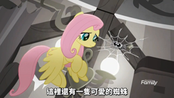 Size: 1366x768 | Tagged: safe, screencap, fluttershy, pegasus, pony, spider, rainbow roadtrip, chinese