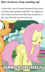 Size: 607x960 | Tagged: safe, screencap, applejack, fluttershy, earth pony, pegasus, pony, yakity-sax, caption, educational, equine anatomy, horses doing horse things, image macro, meme, sleeping, sleeping while standing, text, x internally