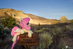 Size: 2500x1667 | Tagged: safe, artist:natureshy, artist:p0w3rporco, fluttershy, bat pony, pony, bat ponified, bedroom eyes, desert, equestria: into the wild, flutterbat, oregon, plushie, ponies around the world, race swap, sign