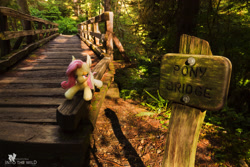 Size: 2500x1667 | Tagged: safe, artist:natureshy, artist:p0w3rporco, fluttershy, bat pony, pony, bat ponified, bridge, equestria: into the wild, flutterbat, forest, nature, plushie, ponies around the world, race swap, rainforest, sign, watermark, wood