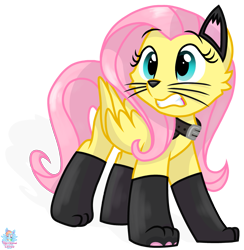 Size: 1353x1385 | Tagged: safe, artist:rainbow eevee, fluttershy, cat, pegasus, pony, cat ears, clothes, collar, costume, cute, dork, eyelashes, fluttercat, gritted teeth, shyabetes, simple background, socks, solo, transparent background, whiskers, worried