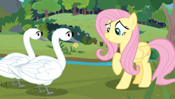 Size: 1366x768 | Tagged: safe, screencap, eloise, fluttershy, bird, pegasus, pony, swan, the last problem, bush, hubert (swan), outdoors, river, tree