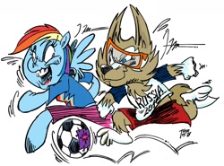 Size: 1280x945 | Tagged: safe, artist:grotezco, rainbow dash, anthro, unguligrade anthro, football, siberian wolf, simple background, sports, white background, world cup 2018, zabivaka