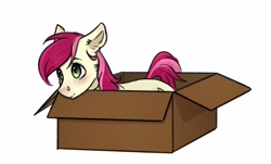 Size: 2496x1504 | Tagged: artist needed, safe, roseluck, earth pony, pony, behaving like a cat, blushing, box, cheek fluff, collar, cute, digital art, ear fluff, female, fluffy, lying, lying down, mare, pony in a box, pony pet, rosepet, simple background, solo, white background